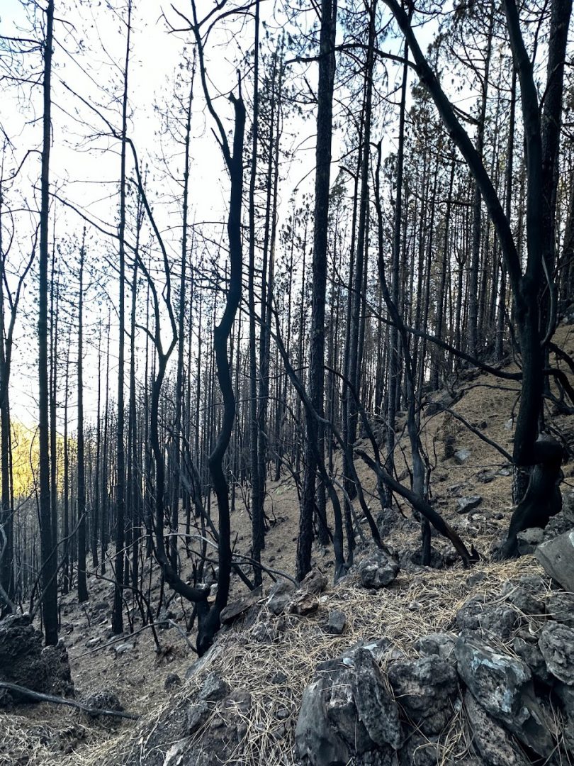 La Orotava a stromy zničené od požáru